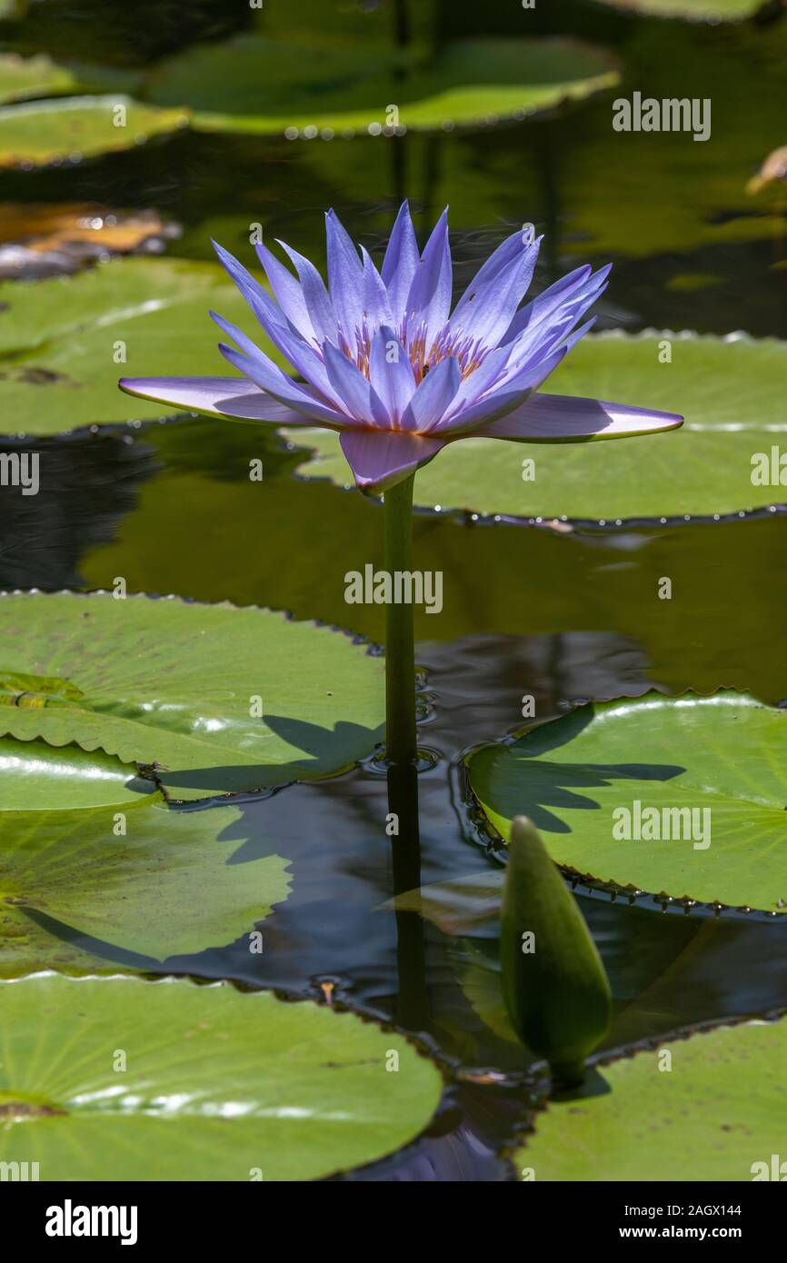 Blue Water Lilly Flower and Stalk Stock Photo