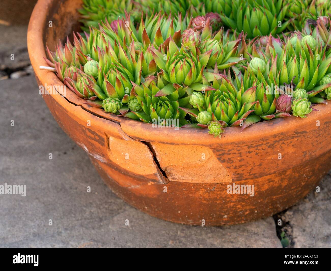 Badly frost damaged, spalled and cracked terracotta garden pot with Sempervivum Houseleek plants inside. Stock Photo