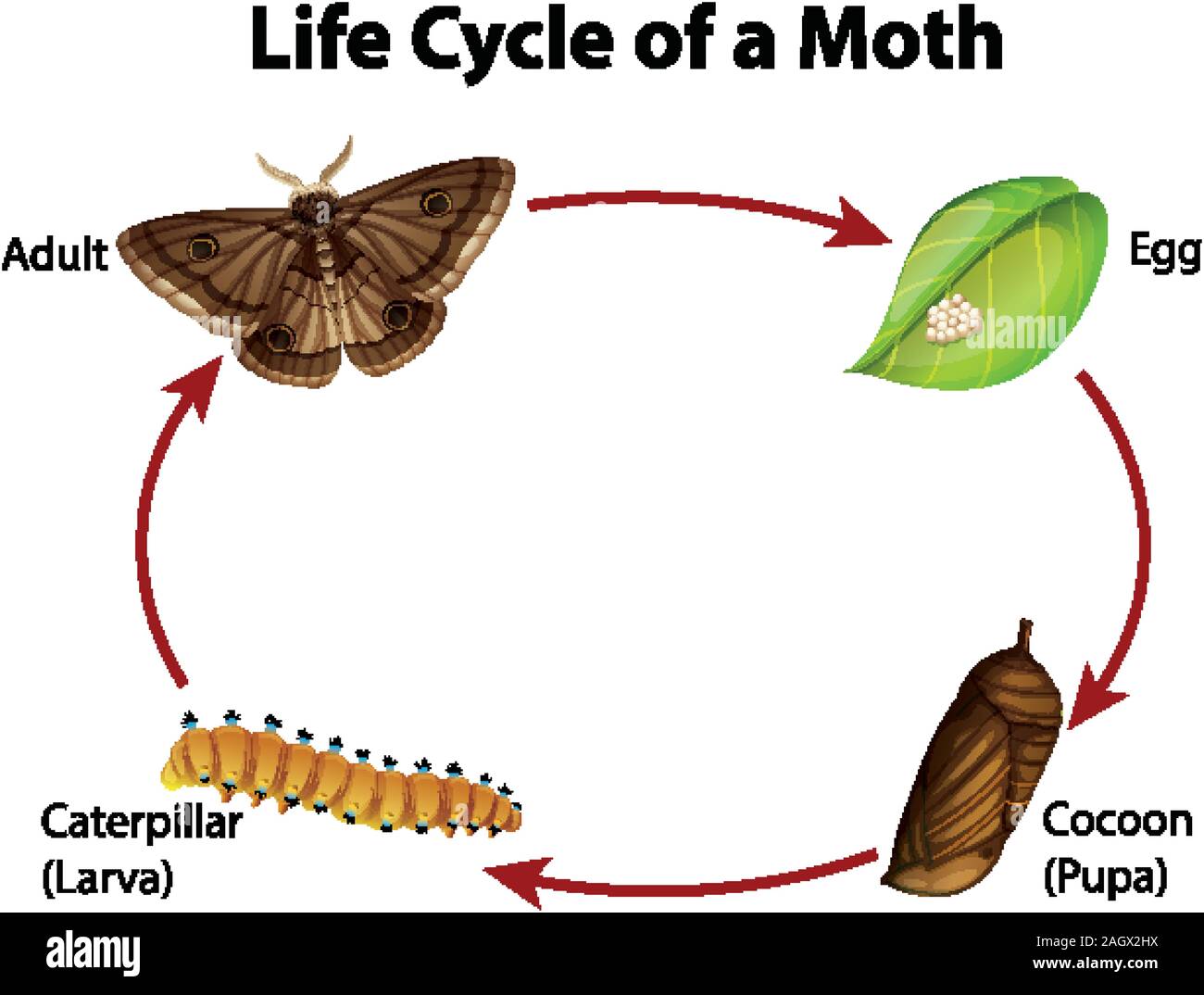 Life Cycle Of Moth