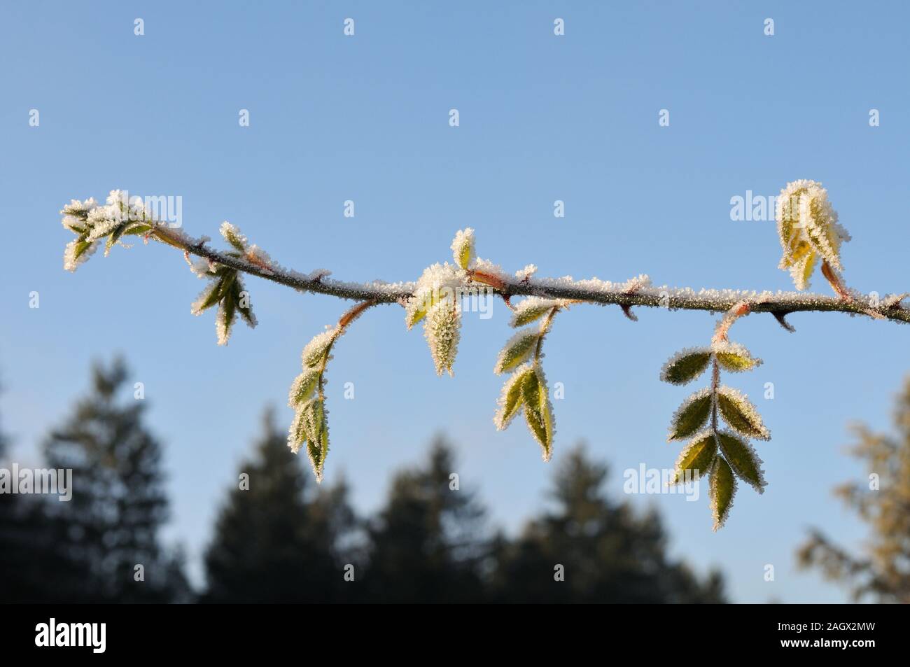 twig of a rose bush on sunny winter morning with rime ice on leaves Stock Photo