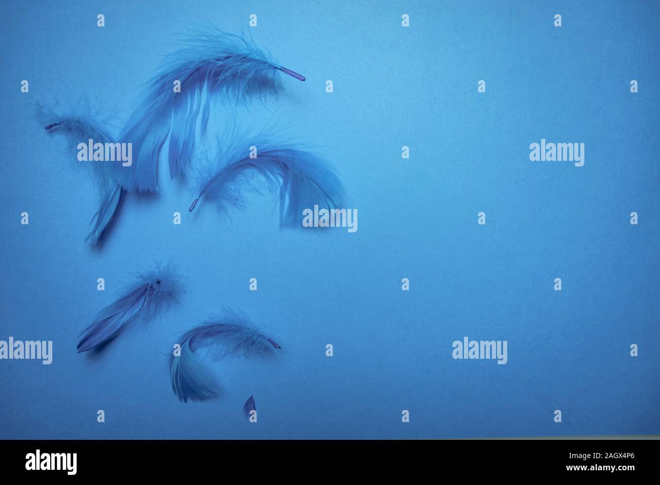 Close up Beautiful blue trends bird feather pattern texture on a blue ...
