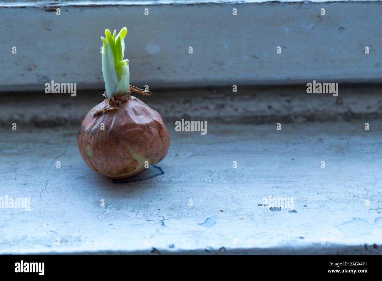 Shallot onions growing on an old windowsill Stock Photo