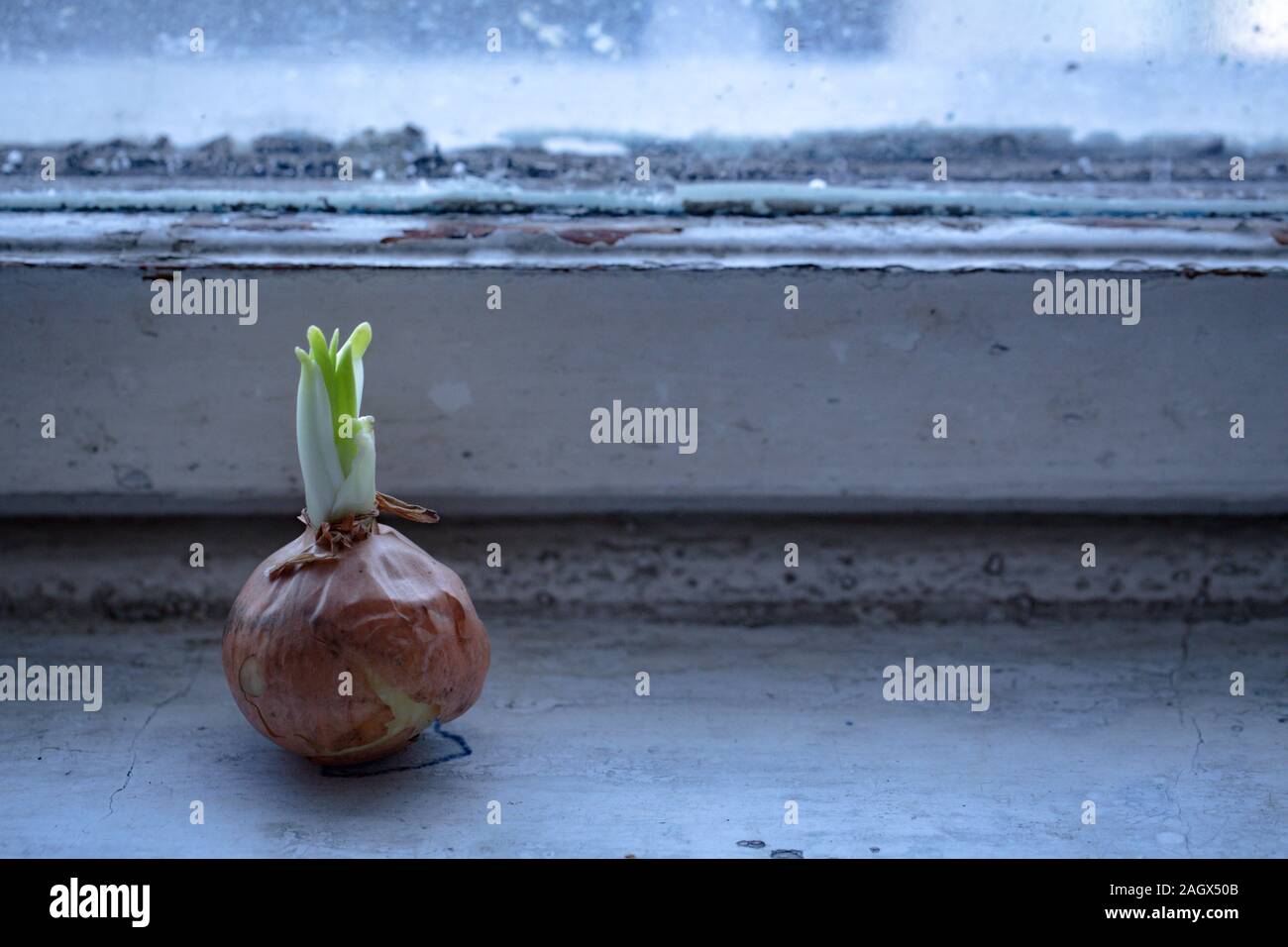 Shallot onions growing on an old windowsill Stock Photo