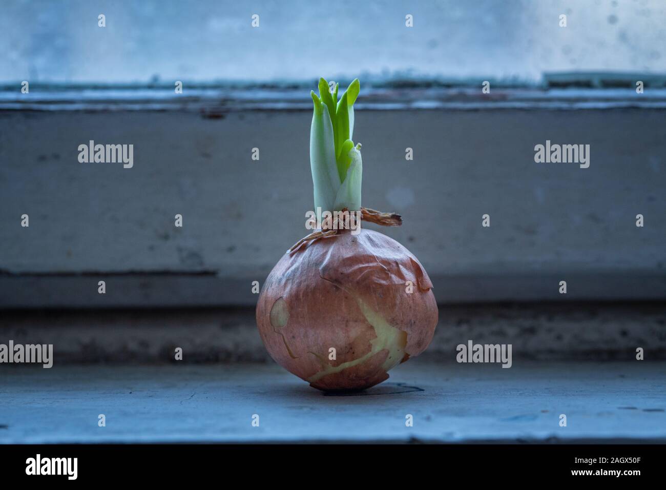 Shallot onions growing on an old windowsill Stock Photo