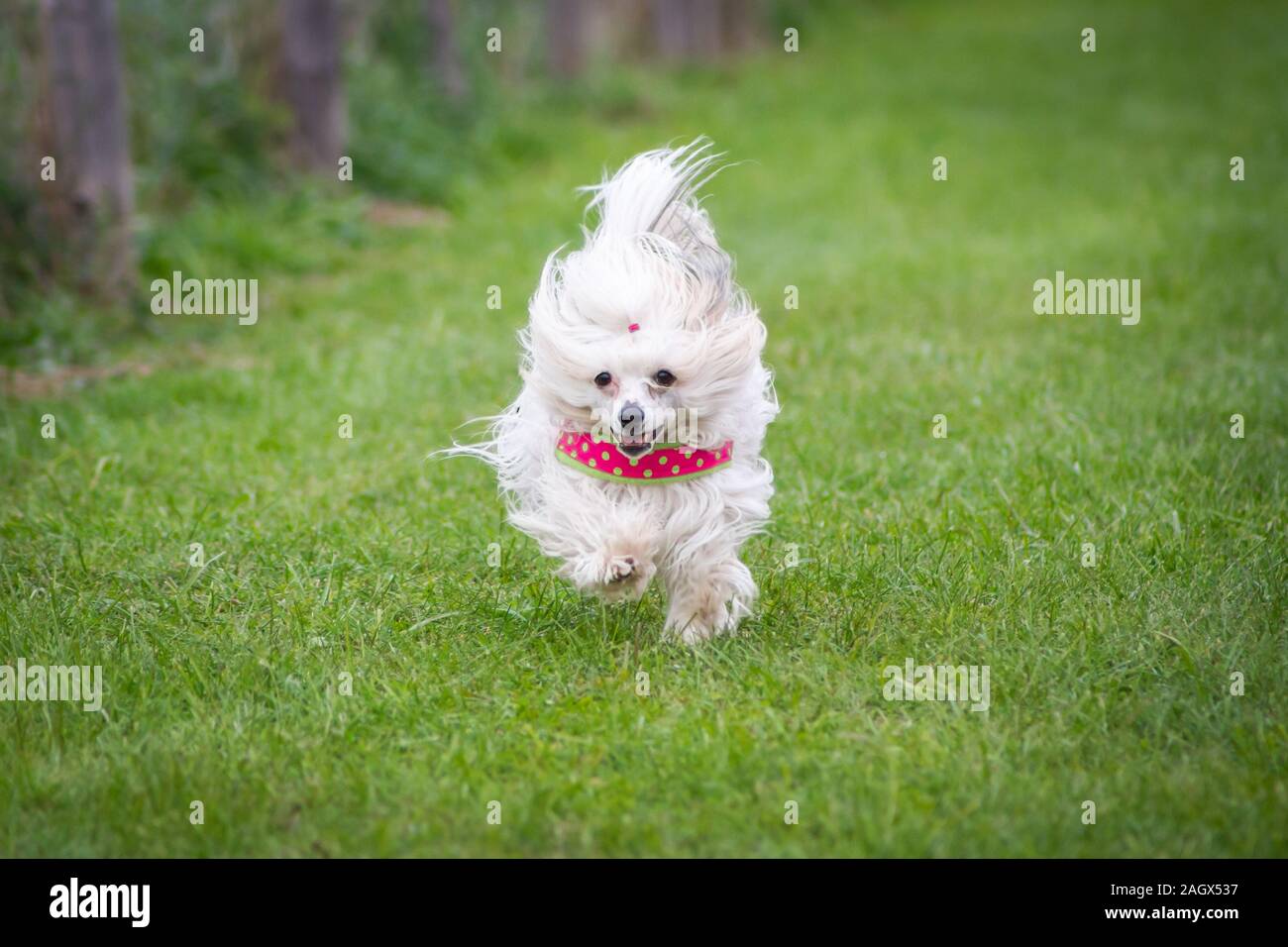 White Chinese Crested Dog Powder Puff running on a meadow Stock Photo