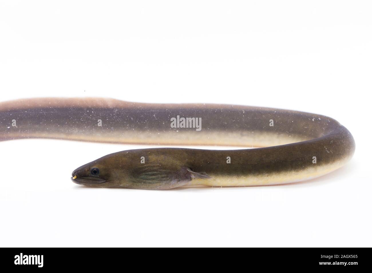 Close Up of Shortfin eel ,Anguilla bicolor isolated on white background Stock Photo