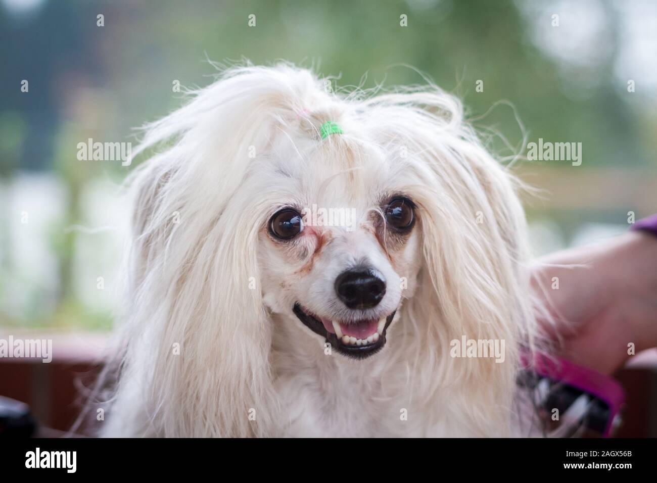Portrait of a white Chinese Crested Dog Powder Puff Stock Photo