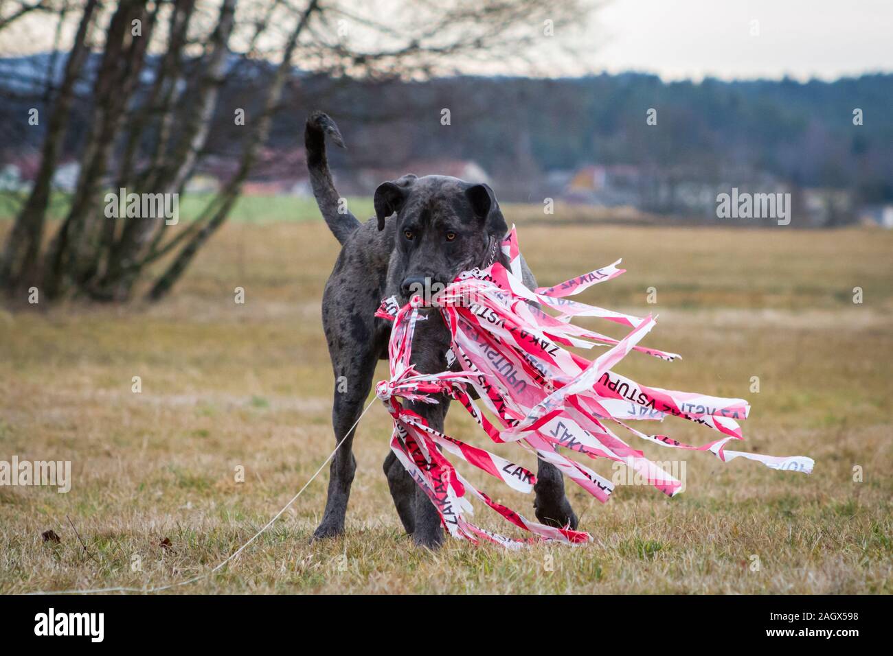 Merle Louisiana Catahoula Leopard Dog lure coursing Stock Photo