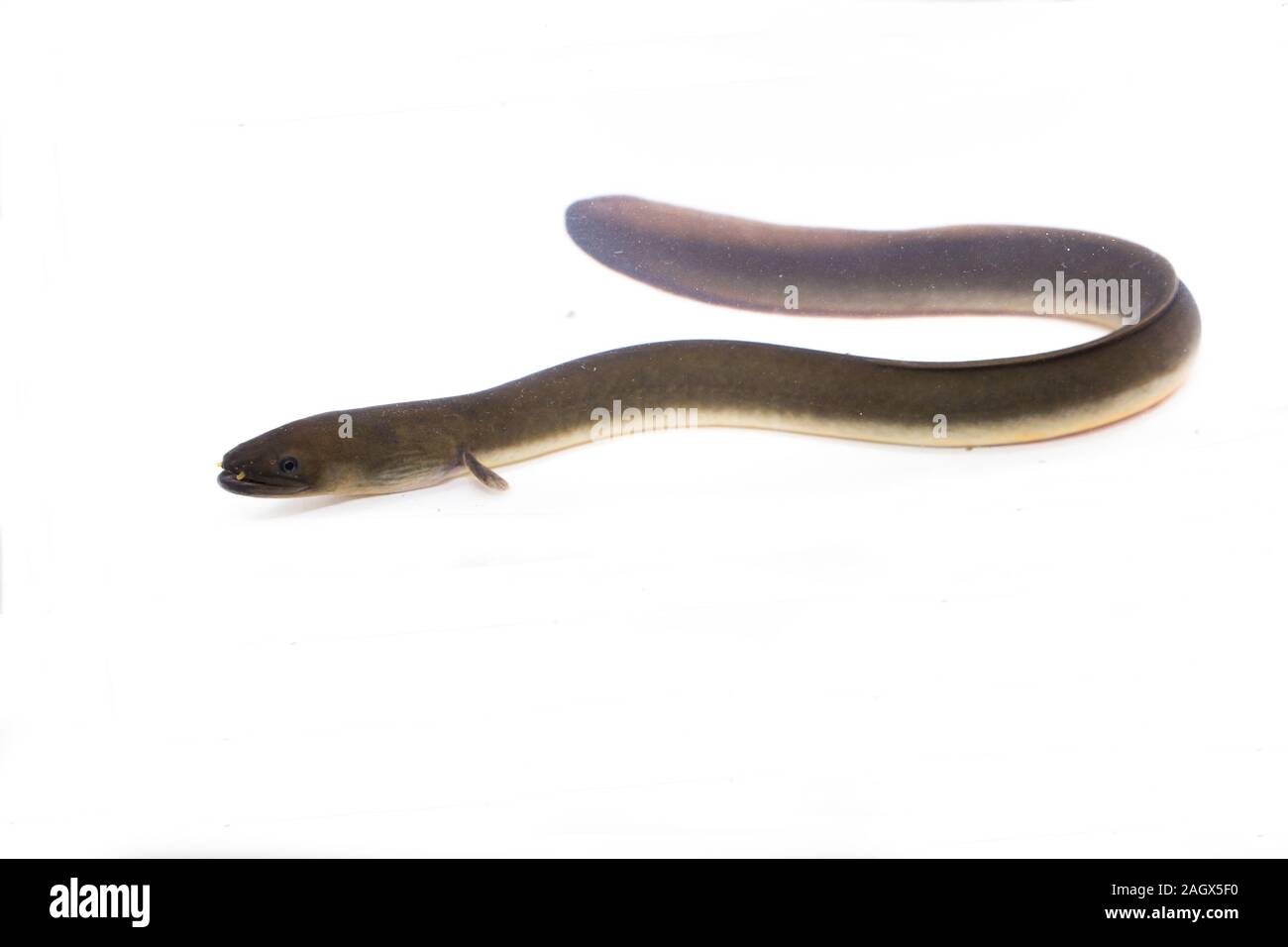 Short fin eel hires stock photography and images Alamy