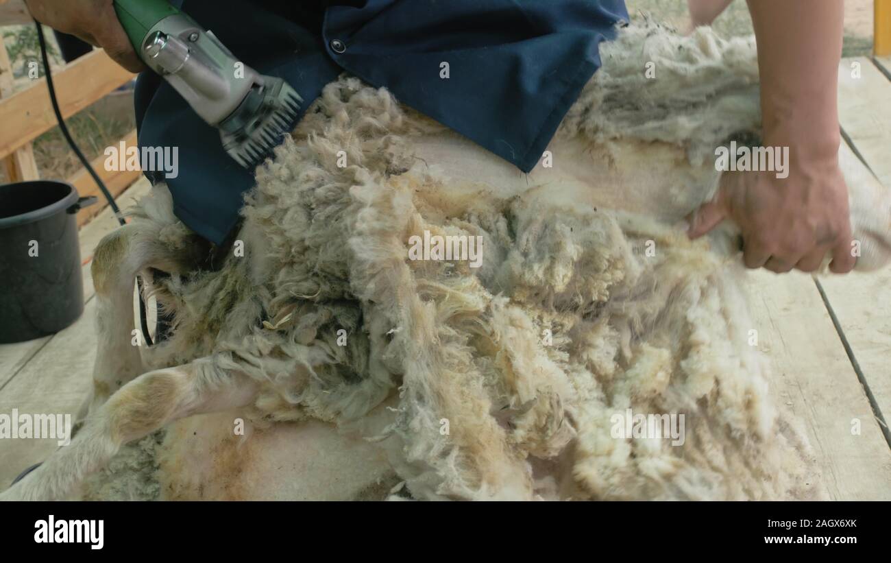 Men shearer shearing sheep at agricultural show in competition