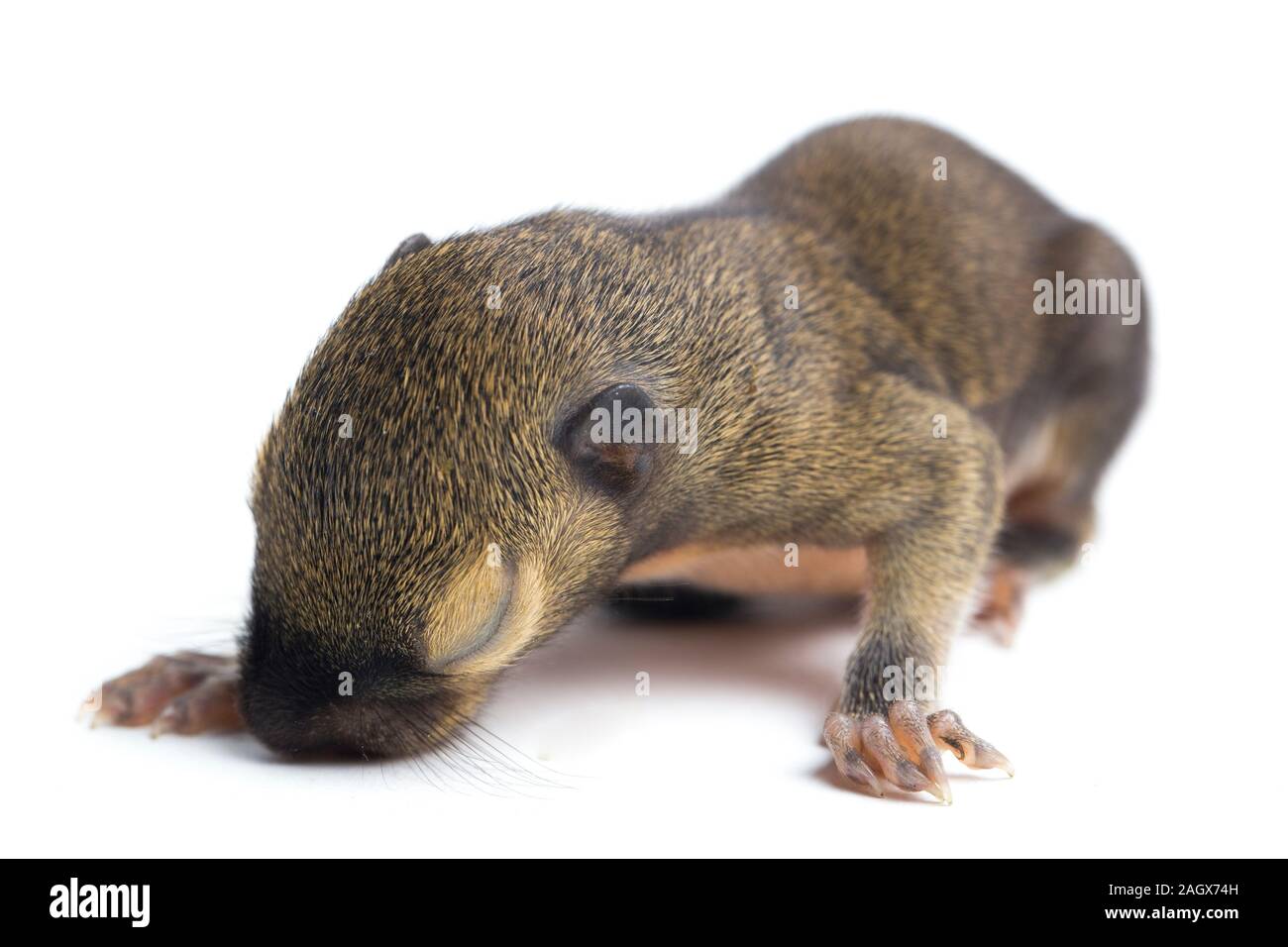 The baby plantain squirrel, oriental squirrel or tricoloured squirrel ...