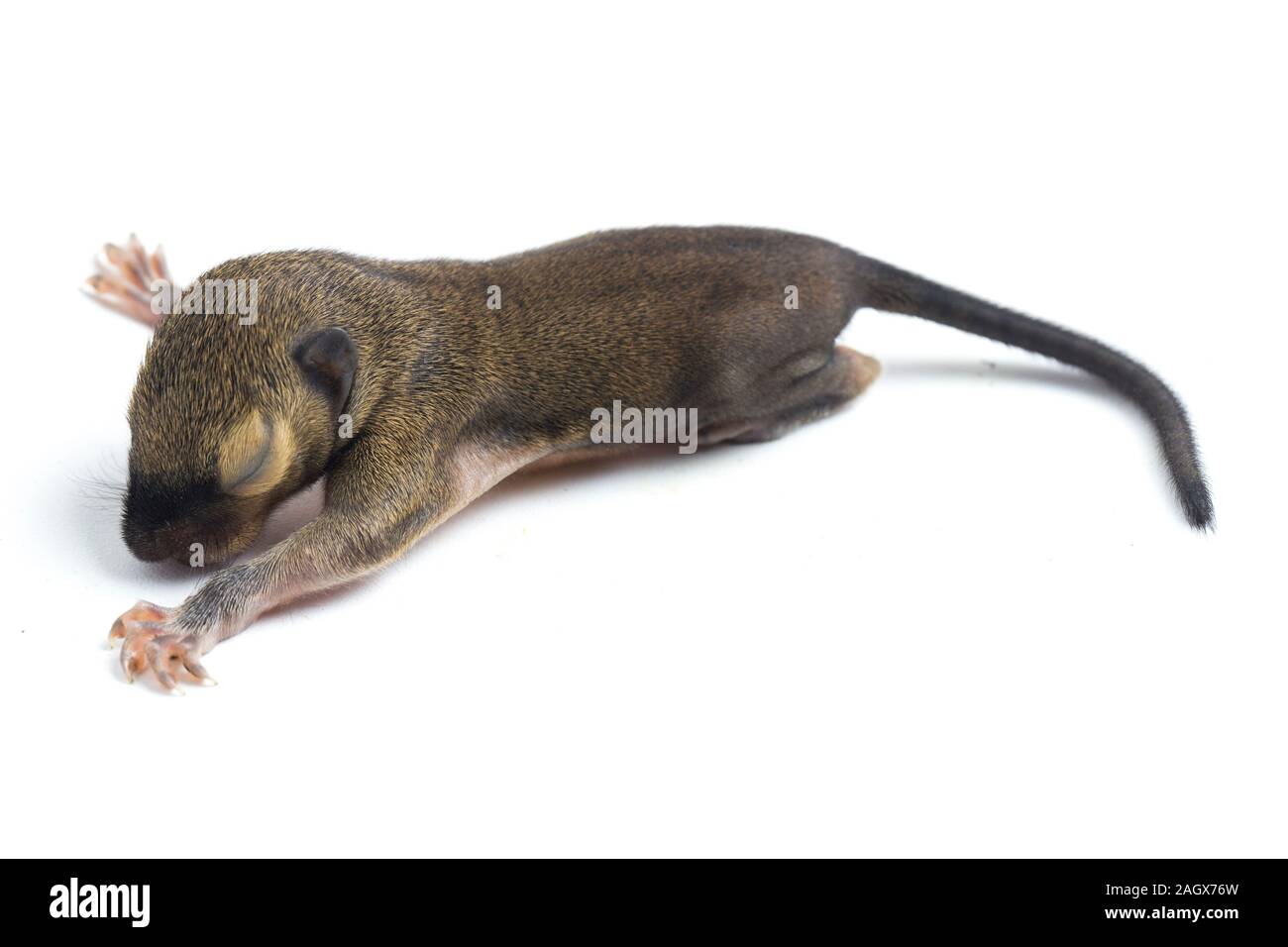 The baby plantain squirrel, oriental squirrel or tricoloured squirrel