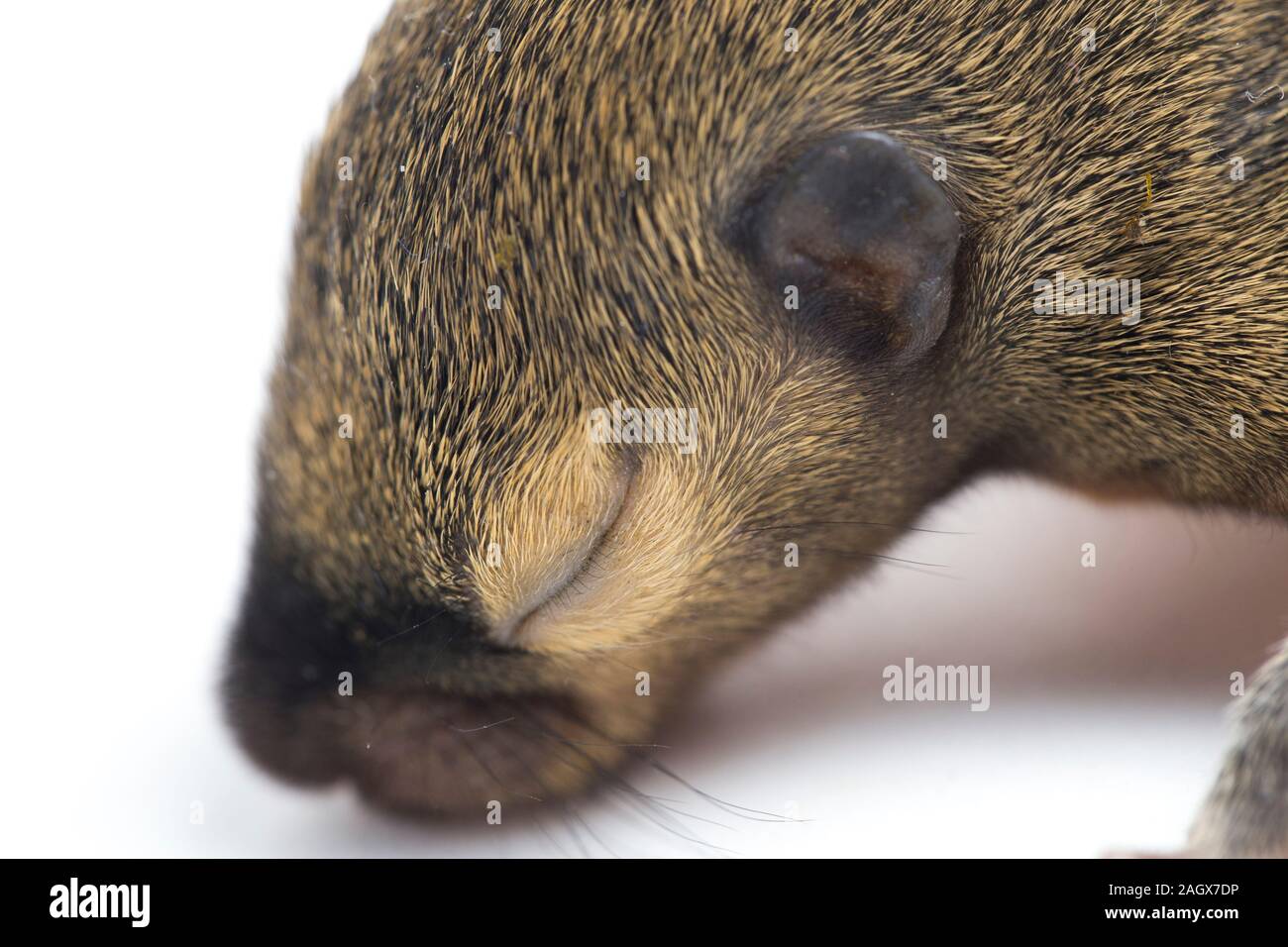 The baby plantain squirrel, oriental squirrel or tricoloured squirrel