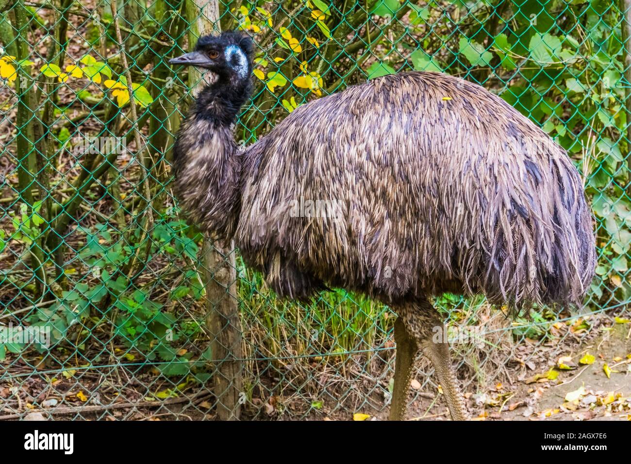 portrait of a emu, tropical flightless bird specie Stock - Alamy