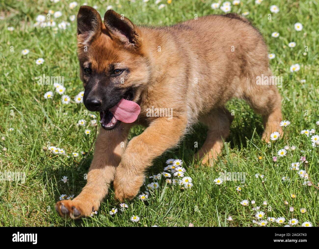 Sheepdog puppy outside in the yard Stock Photo Alamy