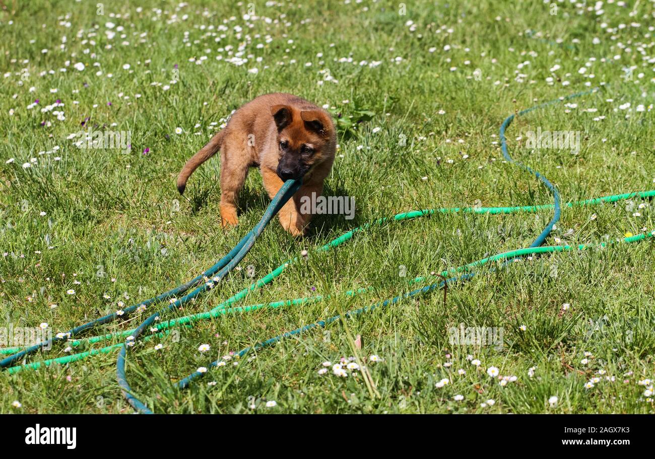 Sheepdog puppy outside in the yard Stock Photo Alamy