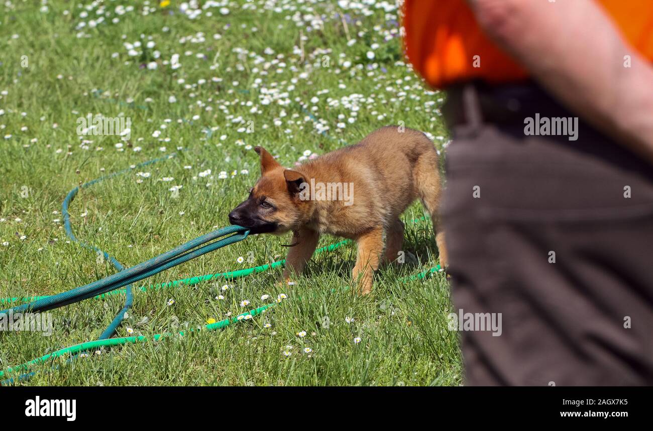Sheepdog puppy outside in the yard Stock Photo Alamy
