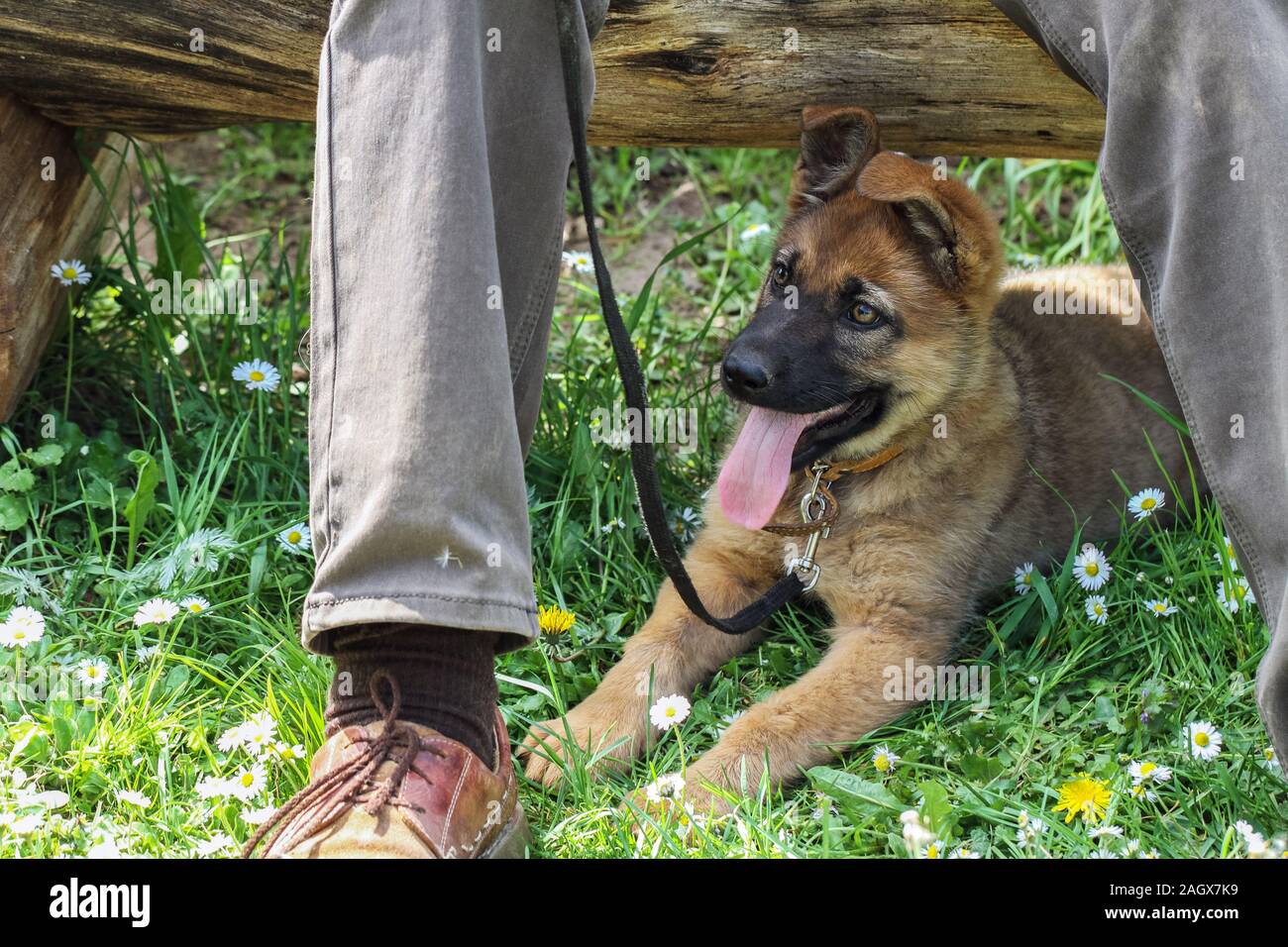 Sheepdog puppy outside in the yard Stock Photo Alamy