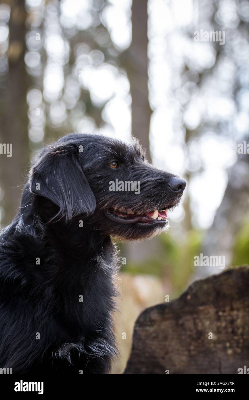 Black Mutt Dog Stock Photos Black Mutt Dog Stock Images Alamy
