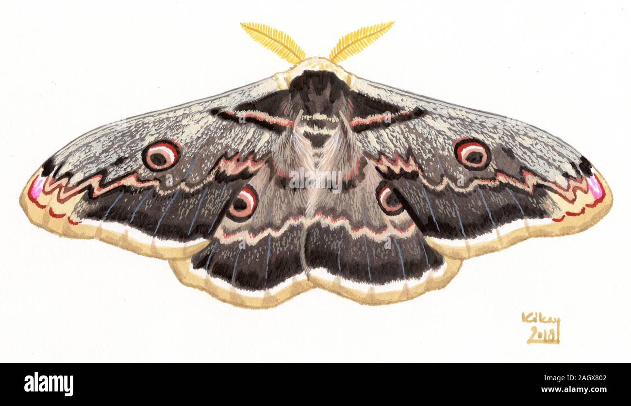 Giant Peacock Moth (Saturnia pyri) Stock Photo