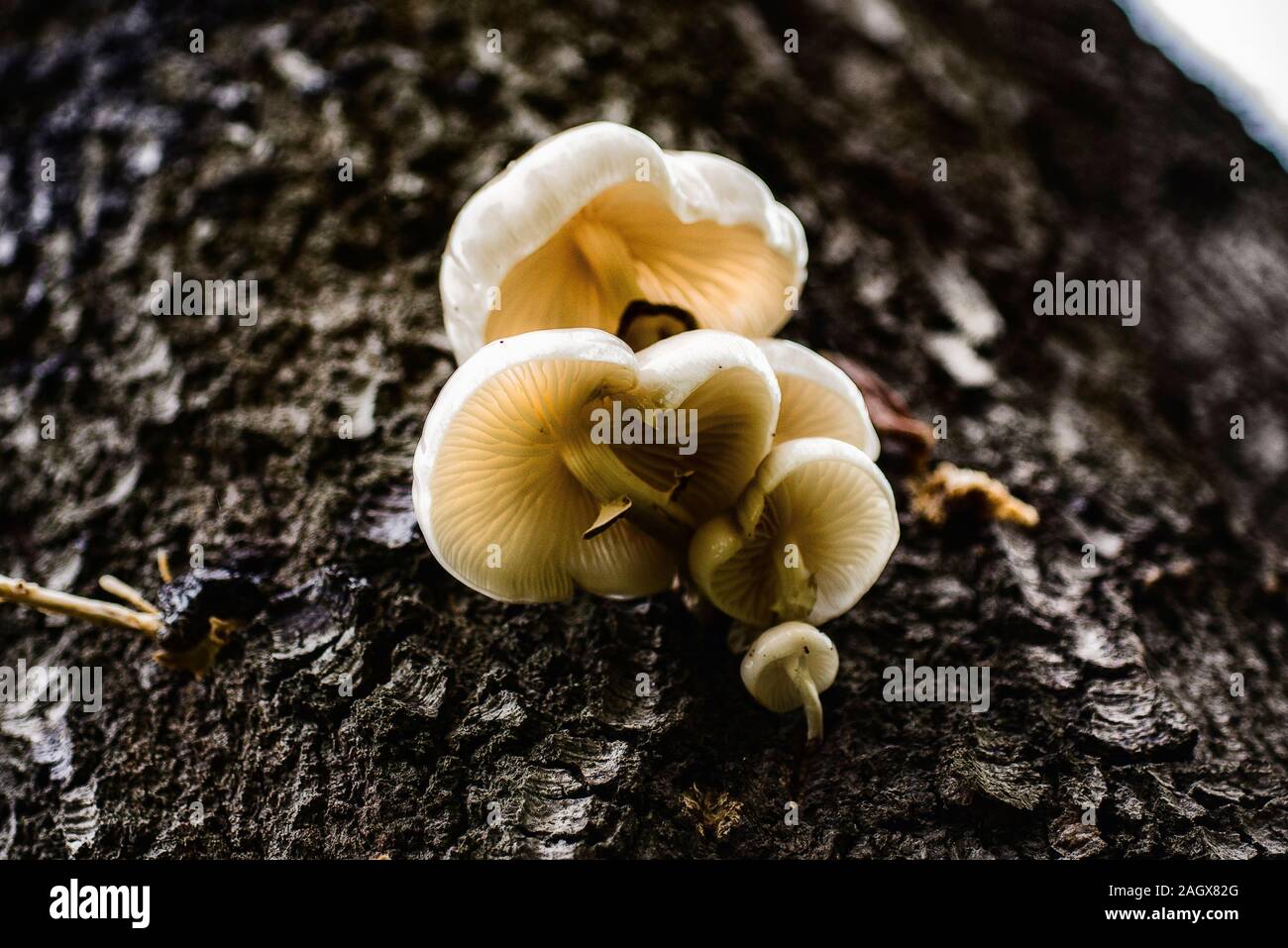 Group of mushrooms Stock Photo