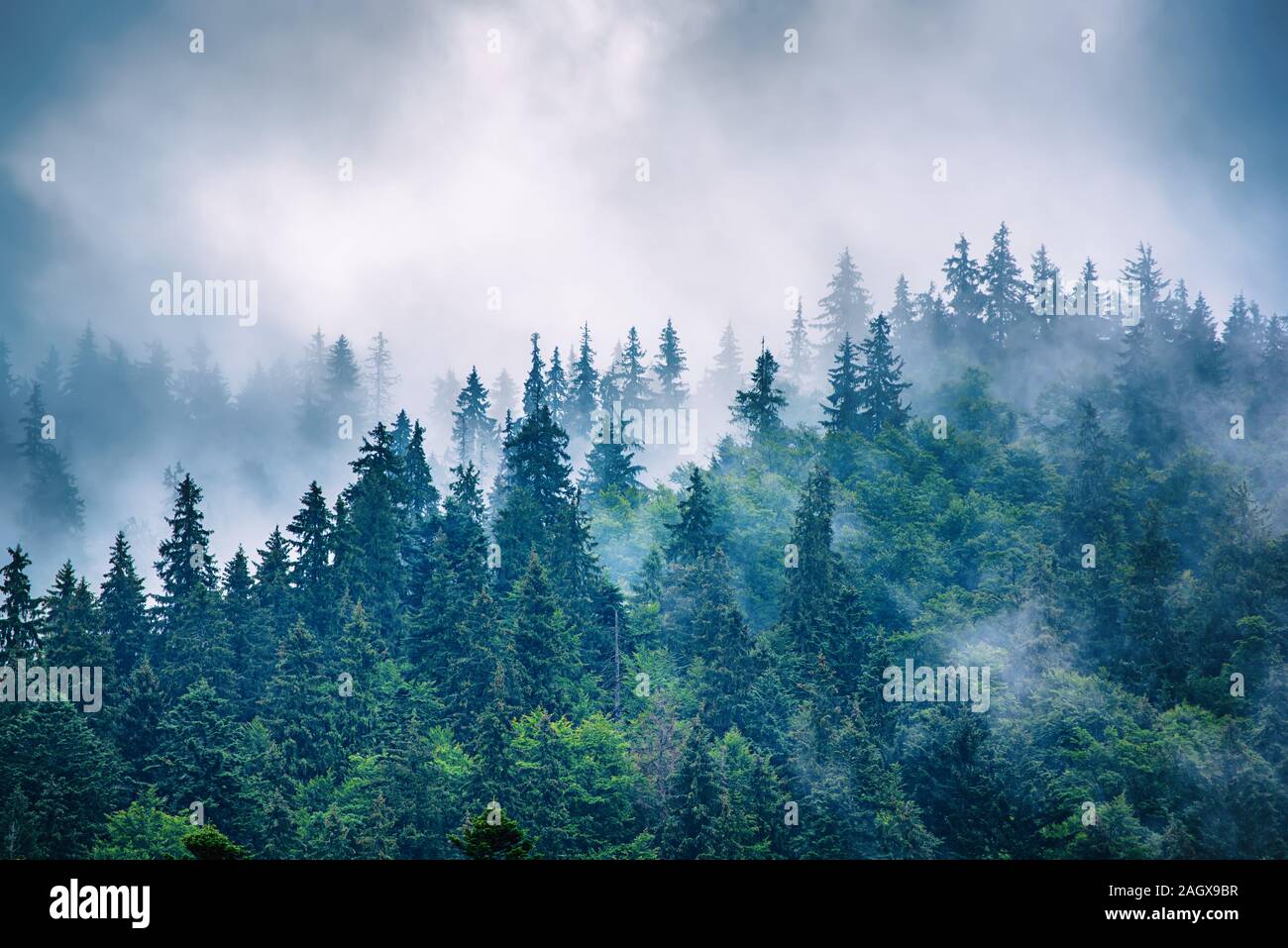 Misty foggy mountain landscape with fir forest and copyspace in vintage ...