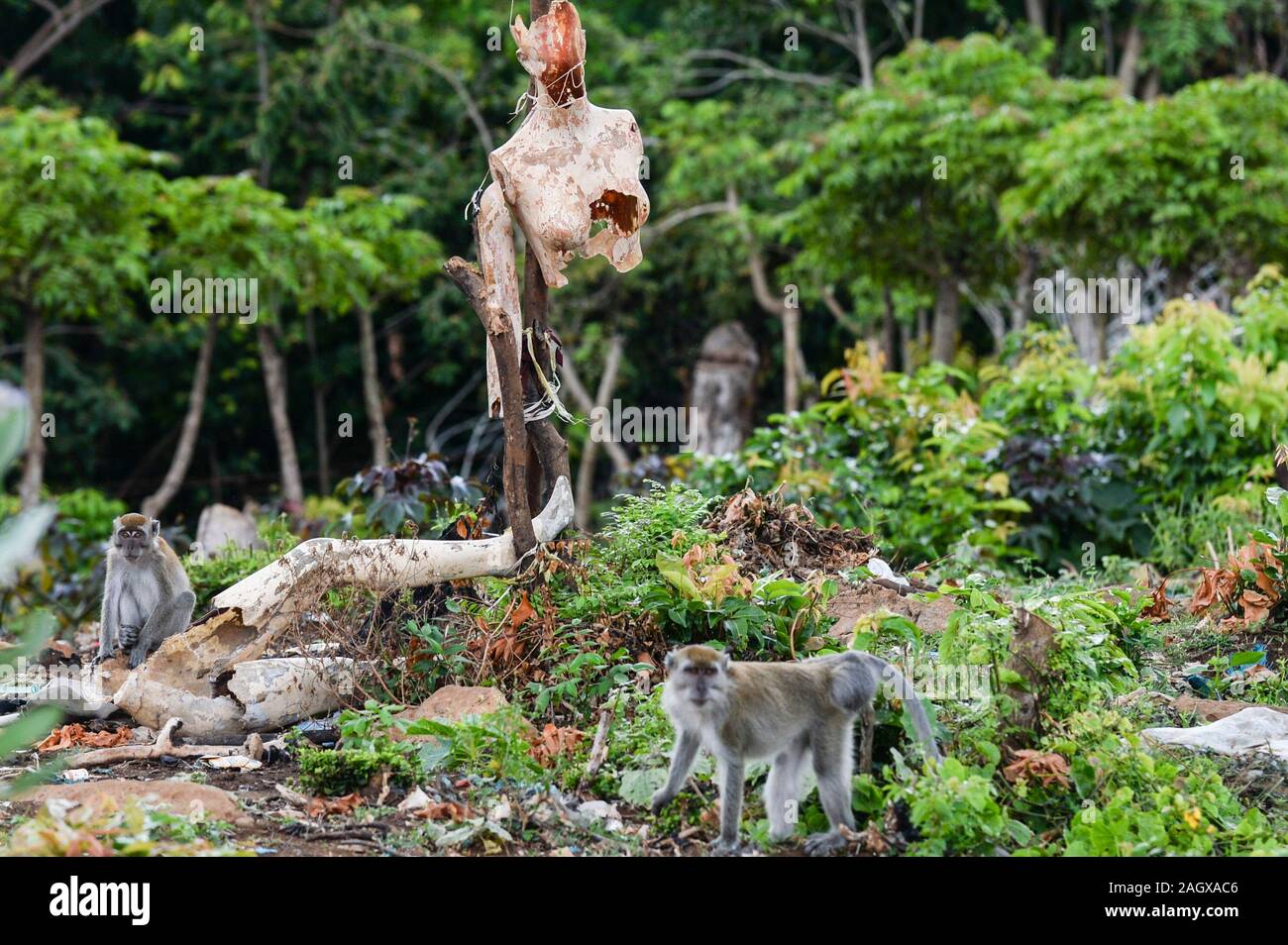 Aceh, Indonesia. 21st Dec, 2019. Photo taken on Dec. 21, 2019 shows long tailed macaques finding food near a residential zone at Neuheun village in Aceh Besar region, Aceh, Indonesia. Credit: Agung Kuncahya B./Xinhua/Alamy Live News Stock Photo