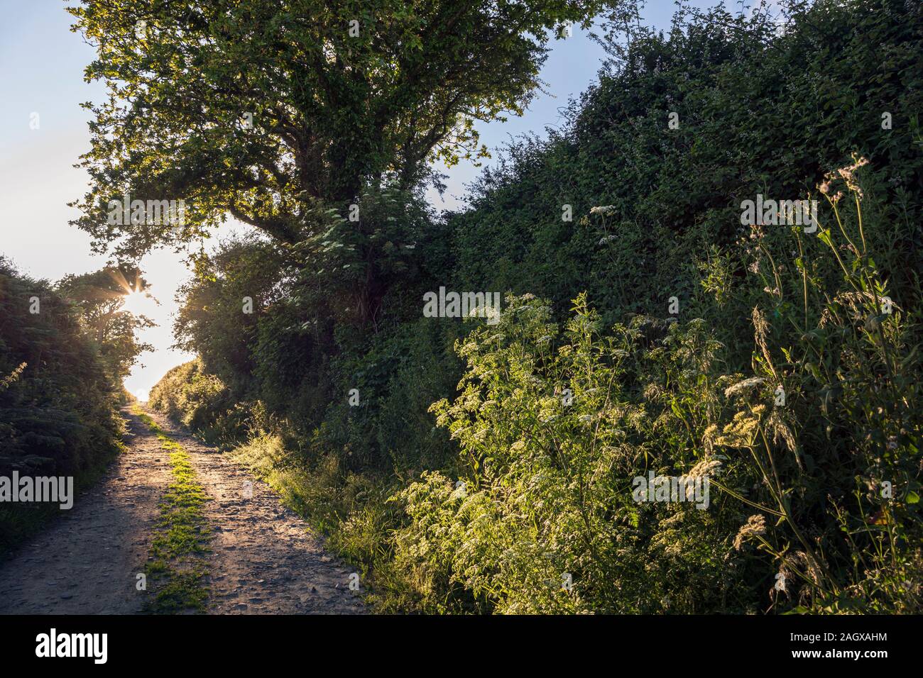 Country lane in evening sunshine near Diélette, Normandy, France Stock Photo
