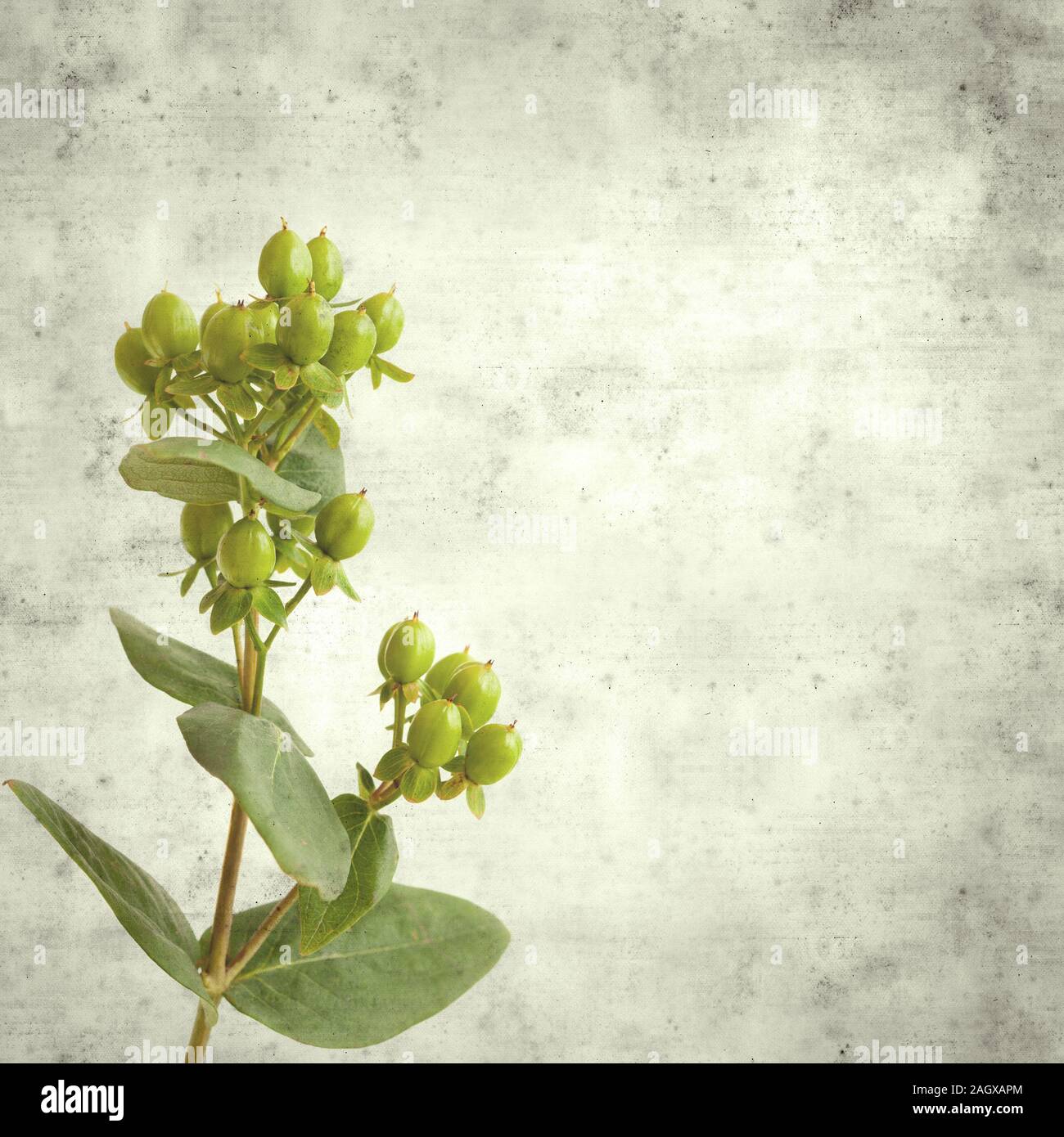 textured stylish old paper background, square, with green berries of florist Hypericum Stock Photo