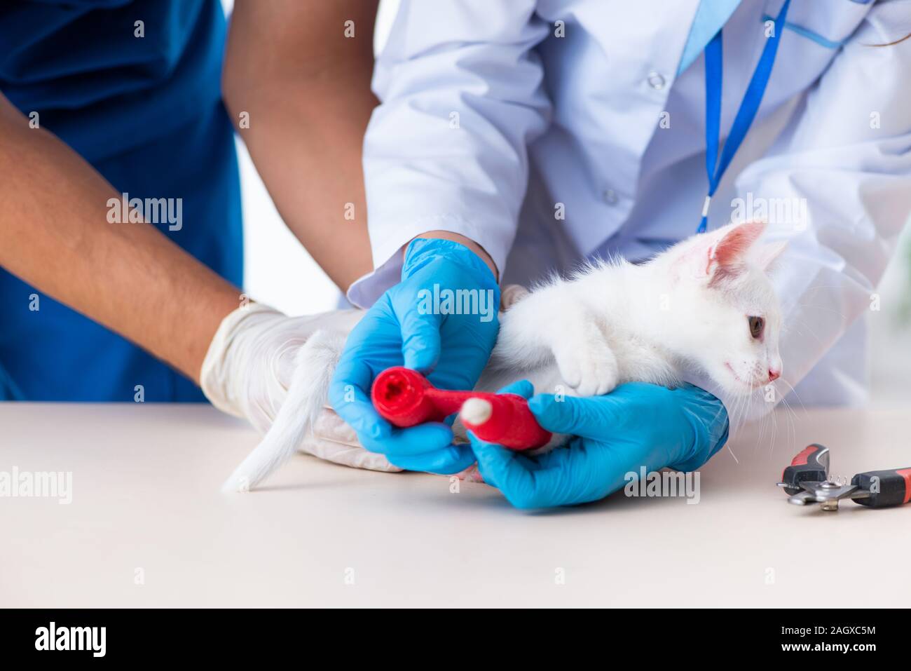 The two young vet doctors examining sick cat Stock Photo