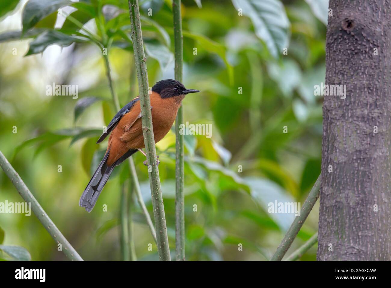 Rufous Sibia or Heterophasia capistrata in Sikkim Himalaya India Borong Stock Photo