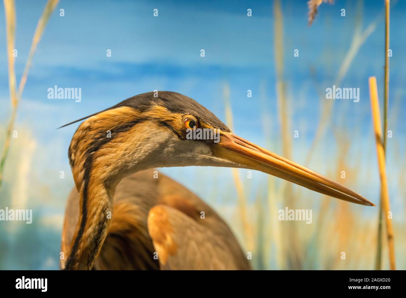 stuffed heron
