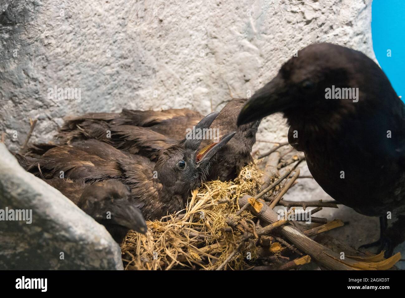 Baby Raven In The Nest Feed By Their Mom Stock Photo Alamy Baby Raven In The Nest Feed By Their Mom Stock Photo Alamy