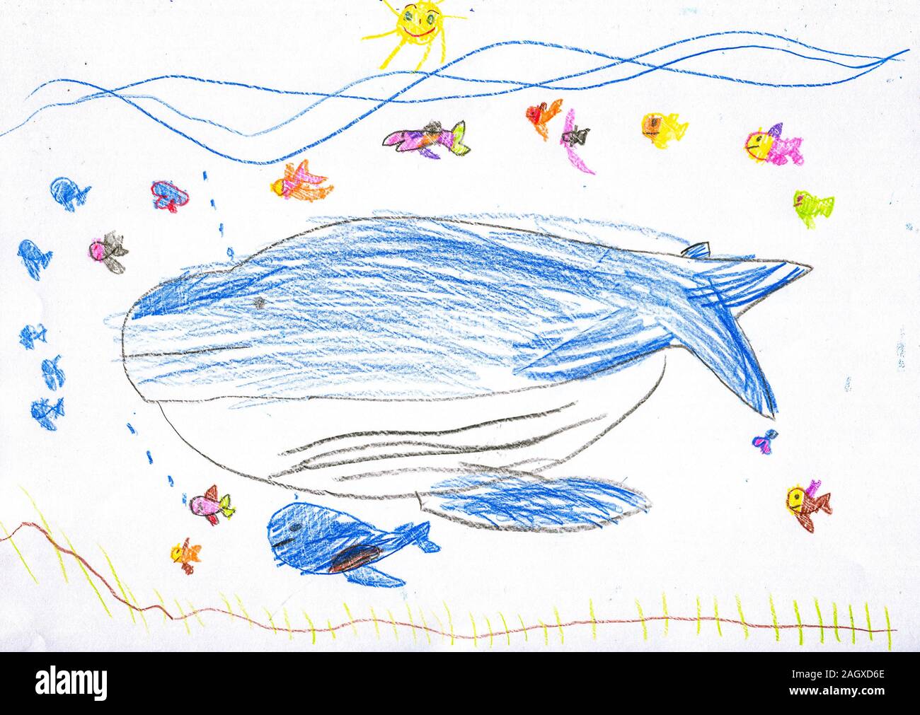 Drawing Blue Whale High Resolution Stock Photography And Images Alamy