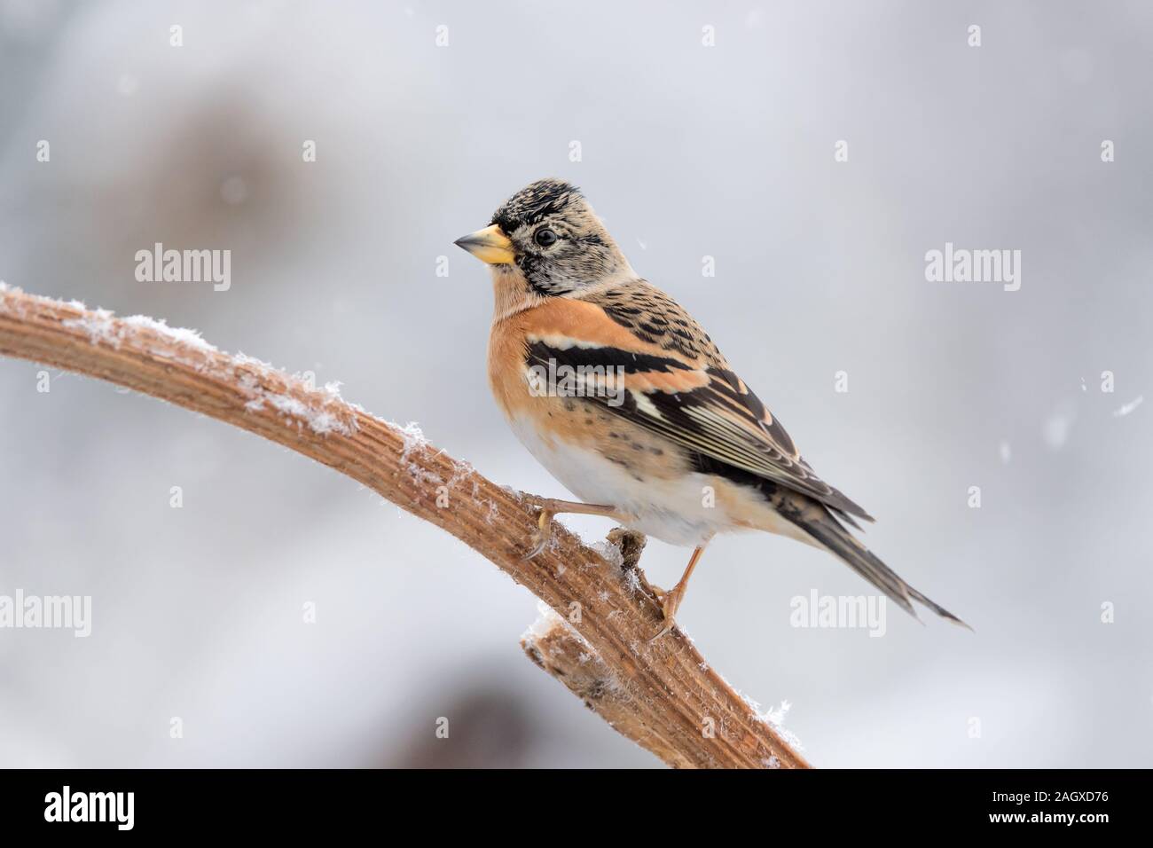 Wonderful portrait of Brambling under snowflakes (Fringilla montifringilla) Stock Photo