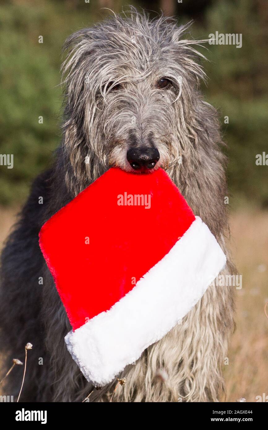 scottish deerhound with santa clause hat for christmas Stock Photo