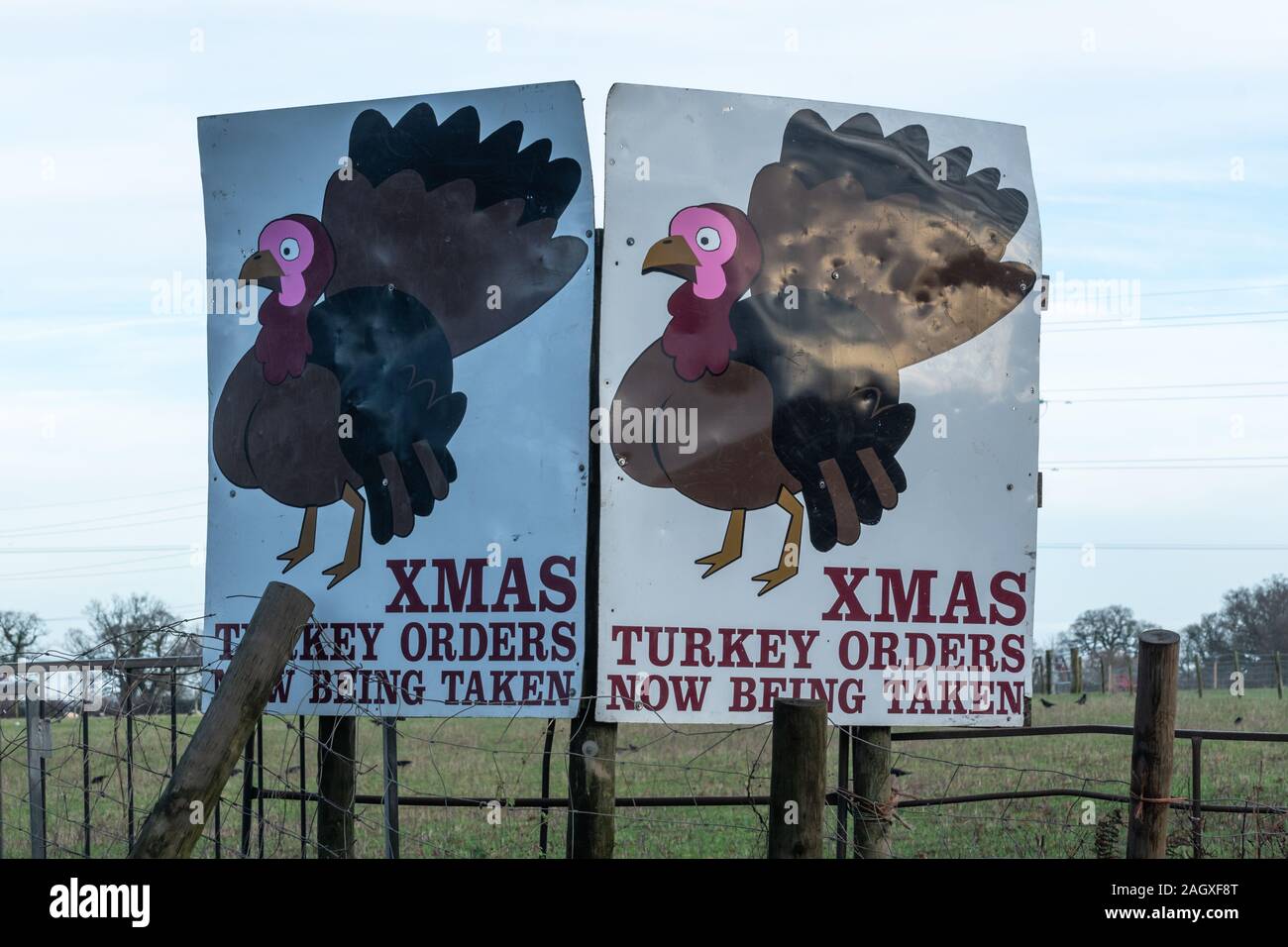 Signs advertising Christmas turkeys for order (for sale) at a UK farm Stock Photo