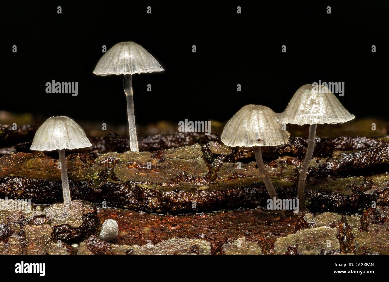 Small saprotrophic mushrooms (Mycena sp.) Stock Photo