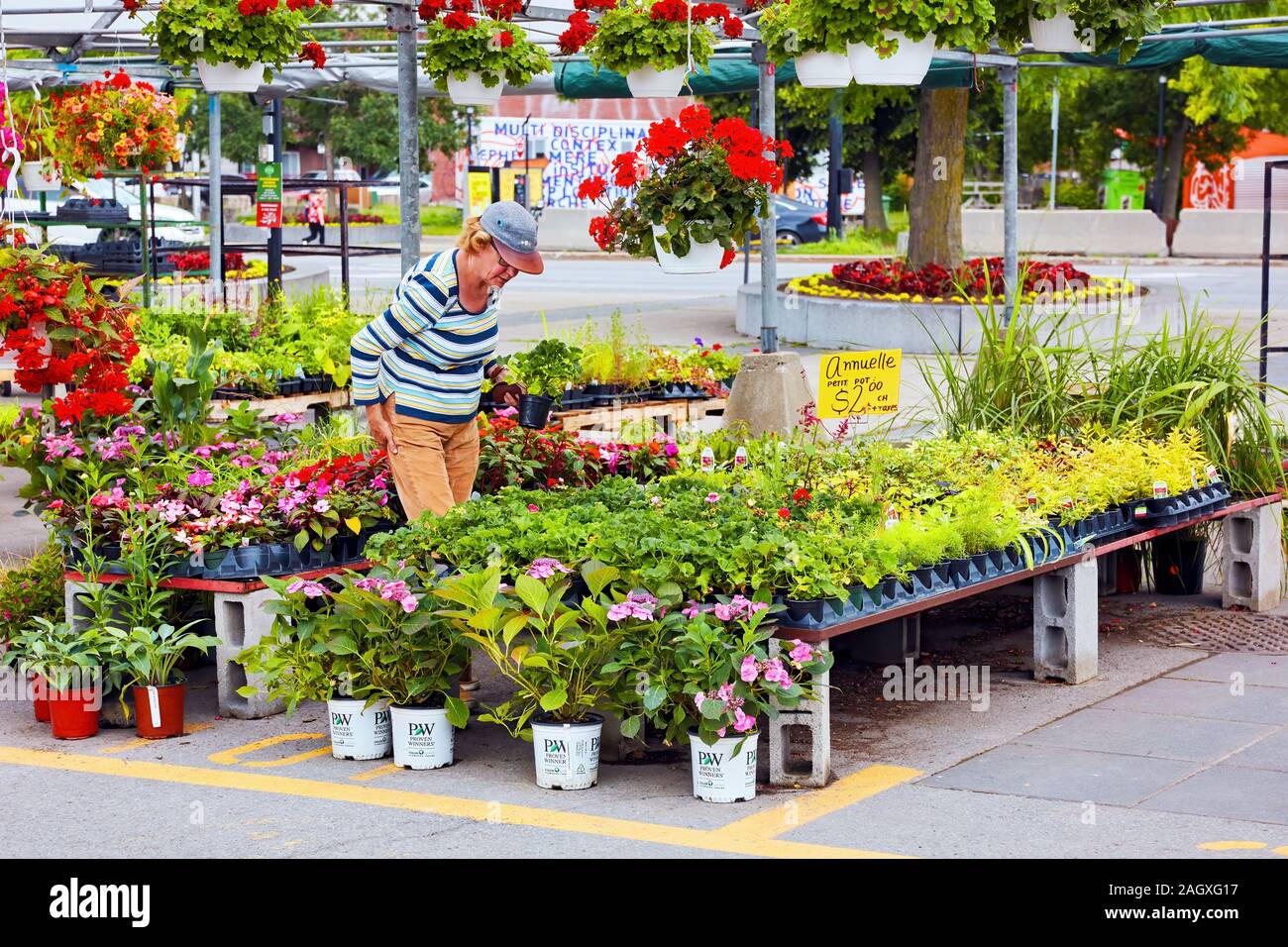 Montreal, Canada - June, 2018: Elderly woman looking at the plants and flowers on the stall of an outdoor flower shop at Atwater market in Montreal Stock Photo