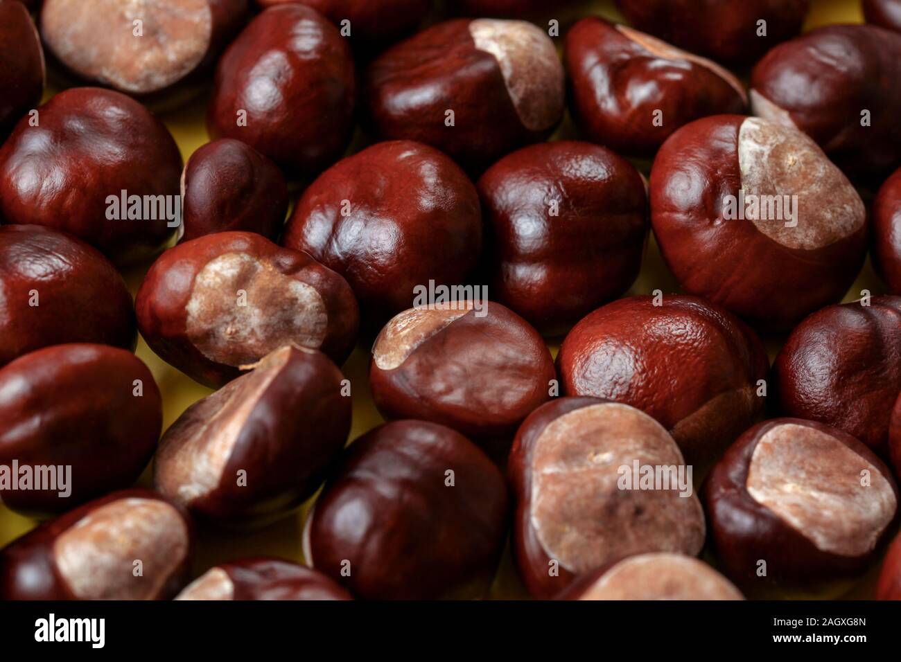 Shiny horse hires stock photography and images Alamy