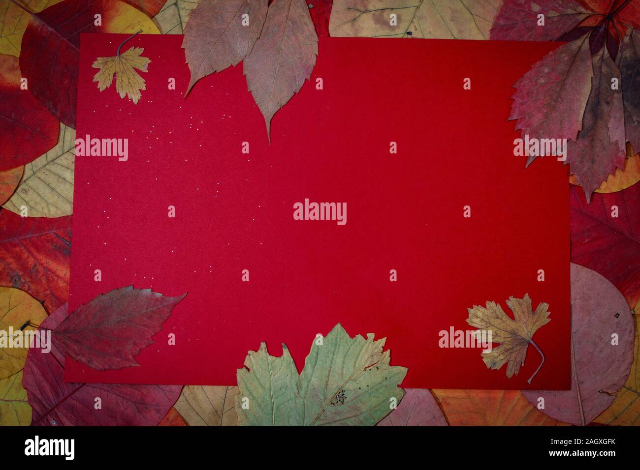 colored background with autumn leaves with place for text Stock Photo ...