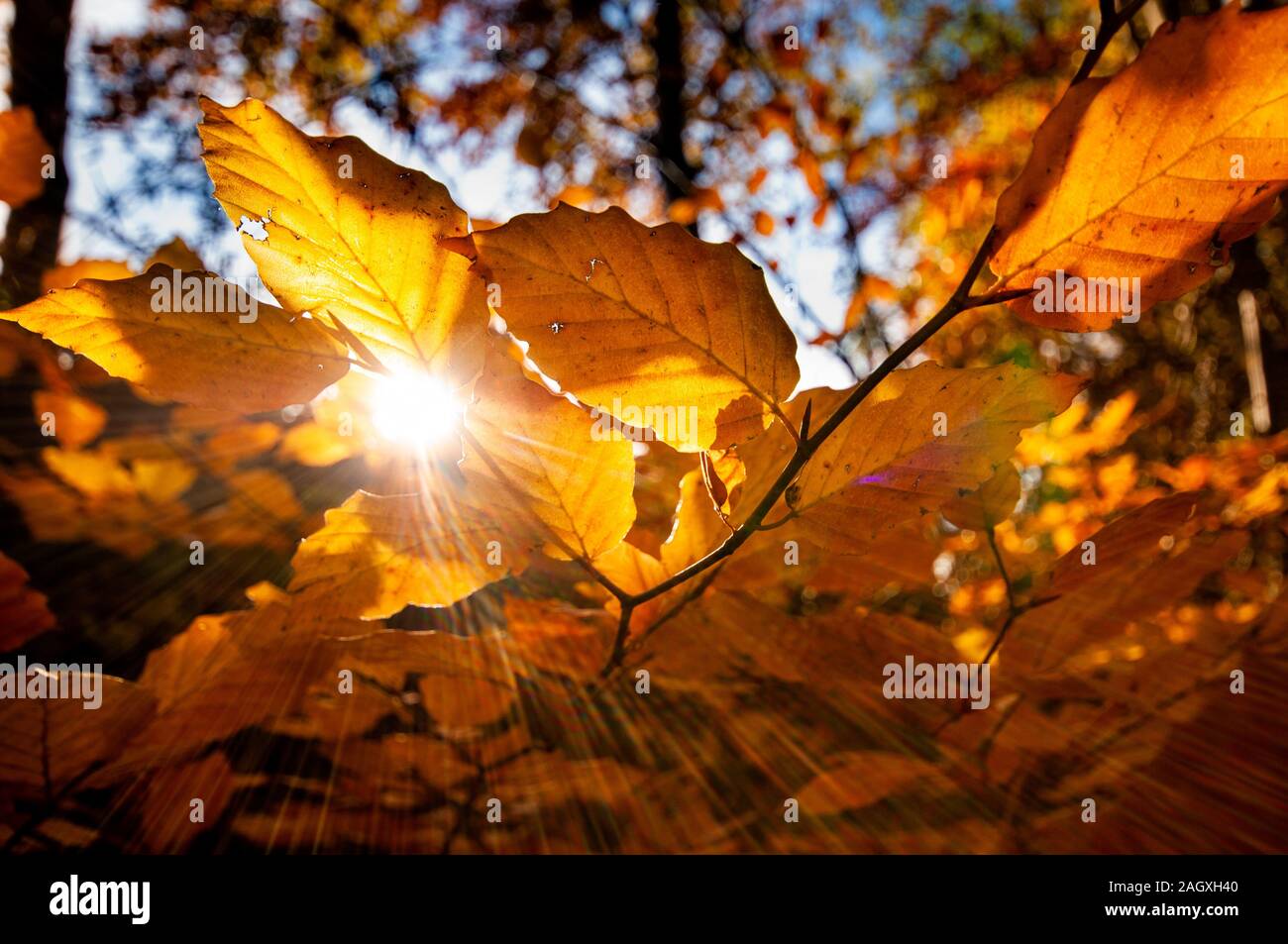 Sunbeam bursting through the golden leafs of a common beach tree Stock Photo