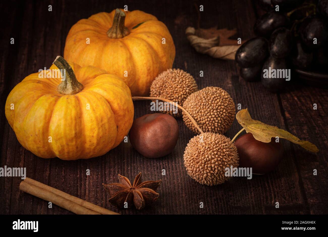 Autumn still life with munchkin pumpkins Stock Photo