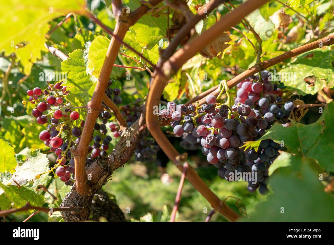 Shadows on a sunny day on vine leaves Stock Photo