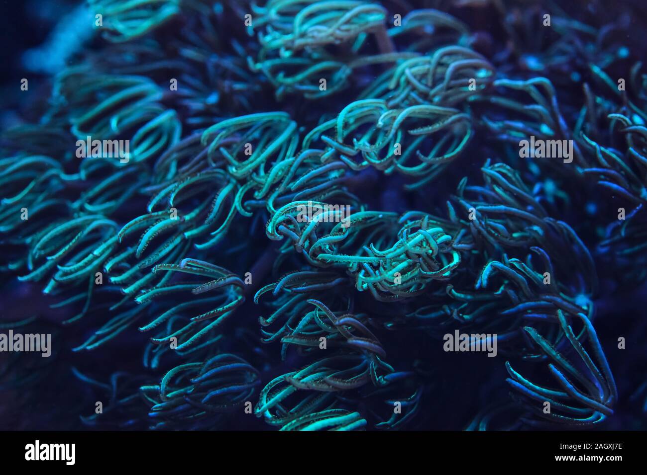 Underwater photo, coral under UV light, tentacles emitting blue and cyan. Abstract marine life background. Stock Photo