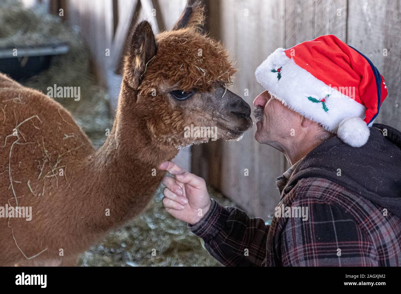 A farmer with his very friendly alpaca Stock Photo Alamy
