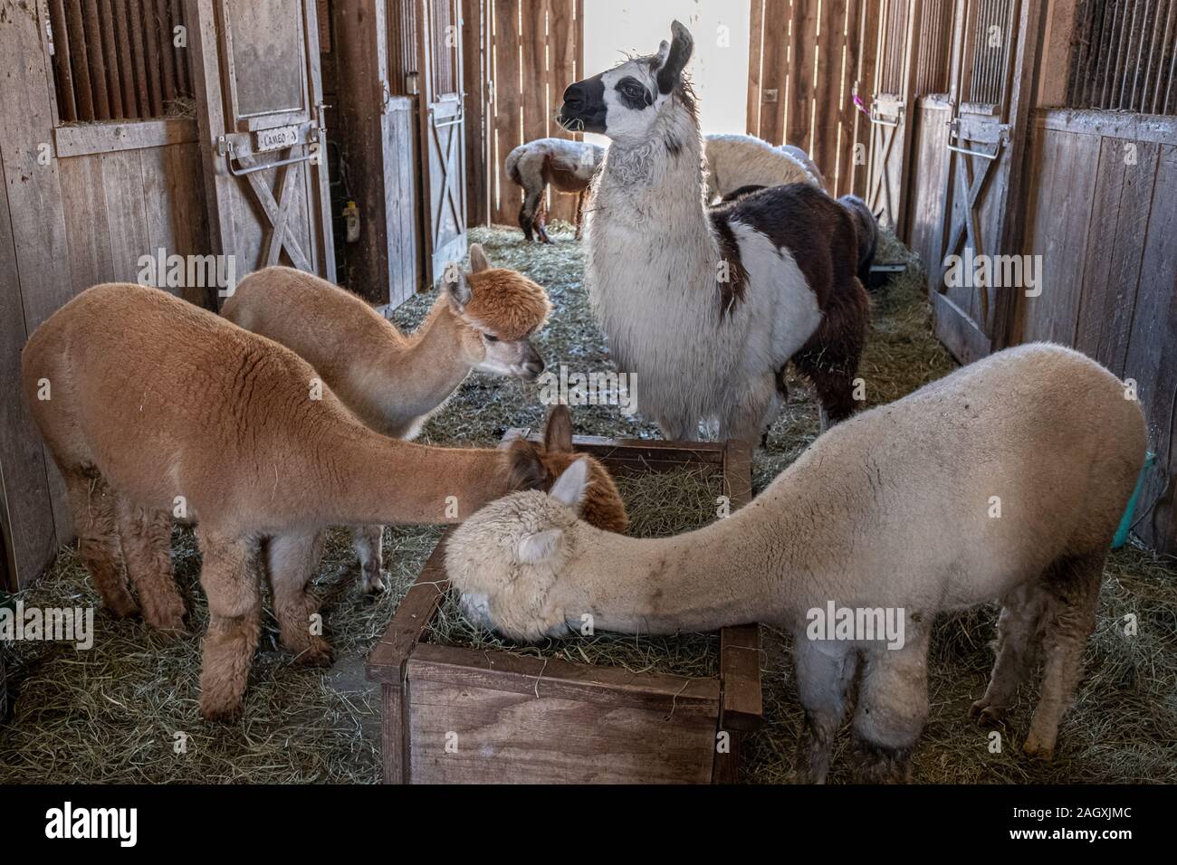 One llama and several alpacas eating in the barn Stock Photo