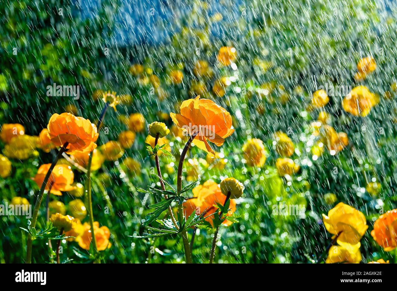 Trollius europaeus spring flowers in the rain, North of Sweden Stock Photo
