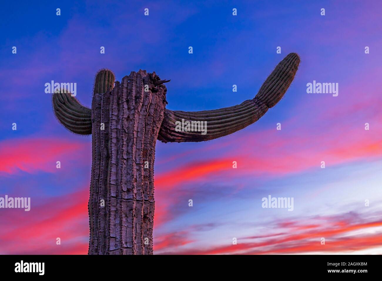 Close up view iof a Saguaro Cactus Arm in the Arizona desert at sunset ...