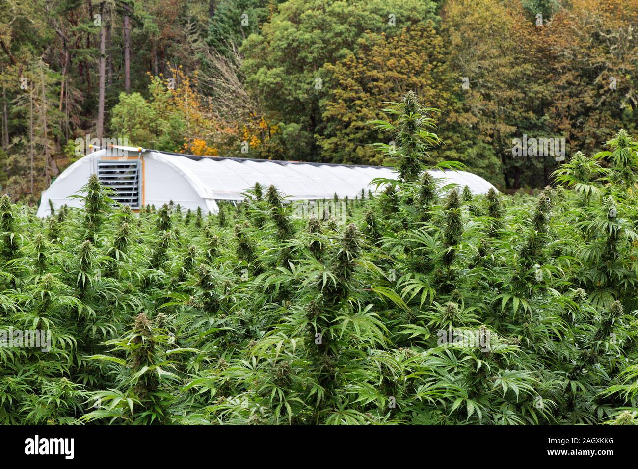 Maturing hemp 'Lifter' strain, Cannabis sativa, organic farm,  tunnel with plastic covering. Stock Photo